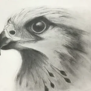 12-week Art Classes Lichfield Eagle drawing