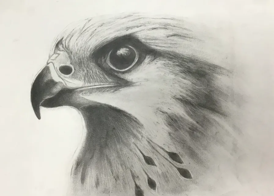 12-week Art Classes Lichfield Eagle drawing