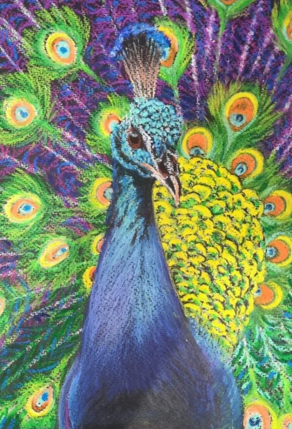 Beautiful Peacock in oil pastels - 27th or 28th February