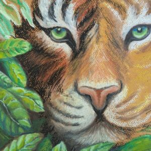 Tiger in oil pastels - Thurs 5th or Fri 6th June