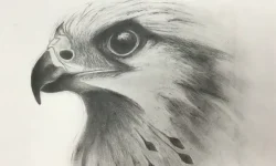 12-week Art Classes Lichfield Eagle drawing