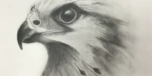 12-week Art Classes Lichfield Eagle drawing