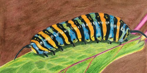 Art Classes Lichfield caterpillar on leaf in colour drawing