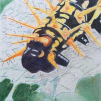 Art Classes Lichfield caterpillar colour drawing closeup